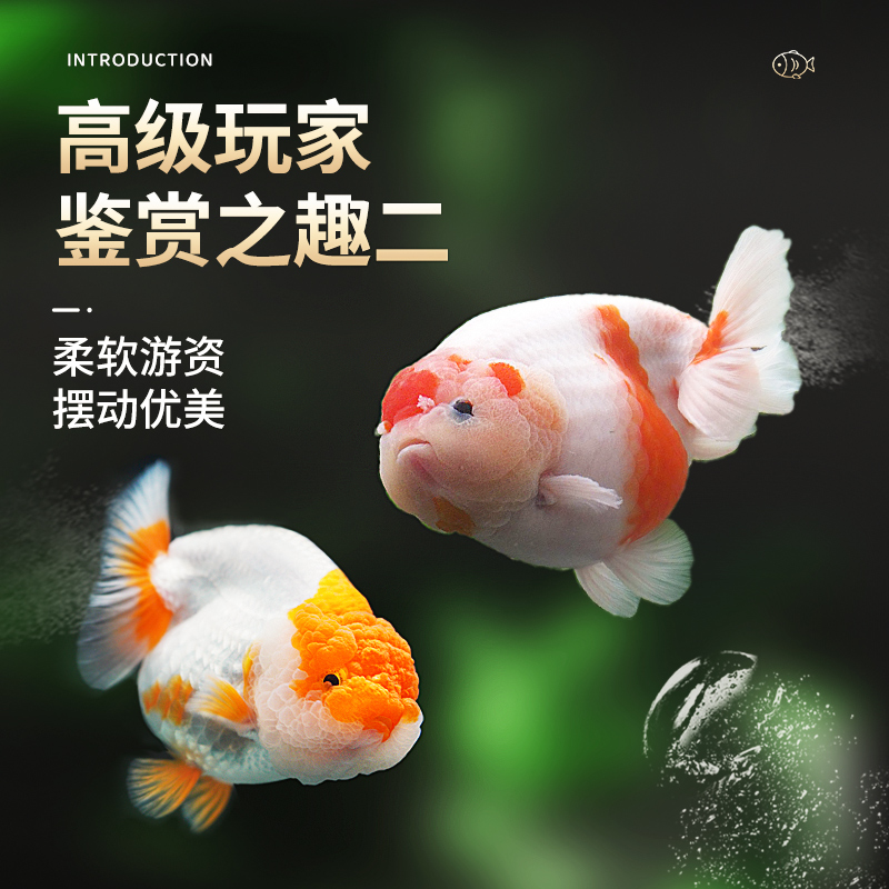 兰寿金鱼冷水观赏鱼苗金鱼活鱼淡水好养耐活小金鱼奶牛招财宠物鱼