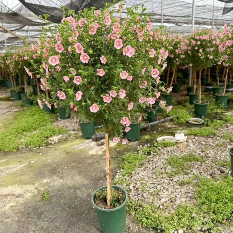 小木槿花树苗盆栽花卉植物室内花阳台好养棒棒糖型四季开花小植物