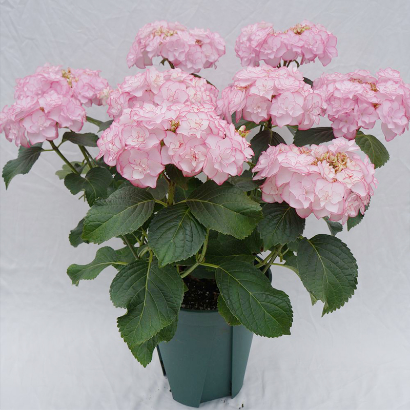 海蒂的花园  惠子小姐新品重瓣大花绣球花室外阳台庭院植物盆栽苗