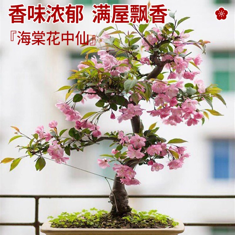 垂丝海棠花盆栽树苗老桩四季开花鲜花卉盆景绿植物室内年花好养活