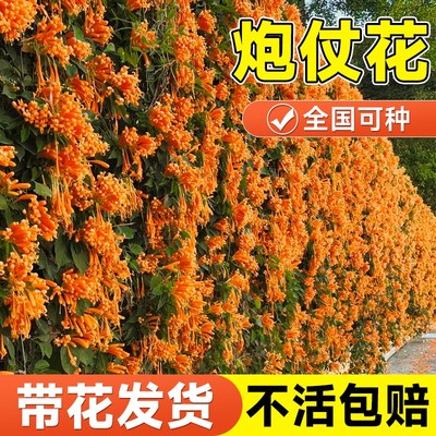 凌霄花炮仗花爬藤植物大苗老桩花苗阳台庭院花卉盆栽垂吊藤蔓爬墙