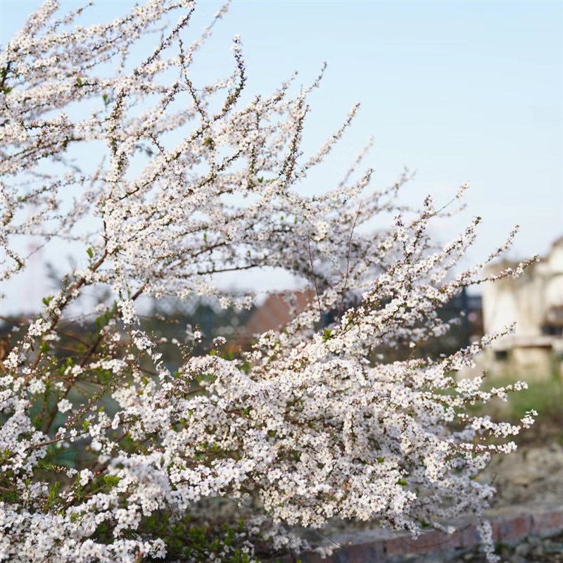粉色喷雪花雪柳盆栽 庭院阳台多年生木本花卉 春季开花 耐寒耐热