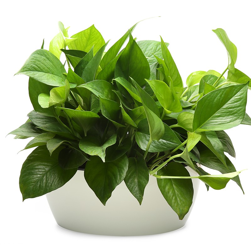 大绿萝盆栽吊兰大盆水培植物绿植室内客厅常绿叶花盆净化空气盆景