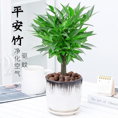 单杆竹柏盆栽老桩盆景驱蚊植物办公室内净化空气水培好养招财绿植