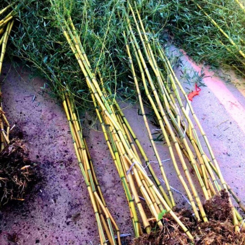 竹子苗盆栽庭院耐寒植物四季常青观赏矮化青竹树苗紫竹金镶玉竹苗