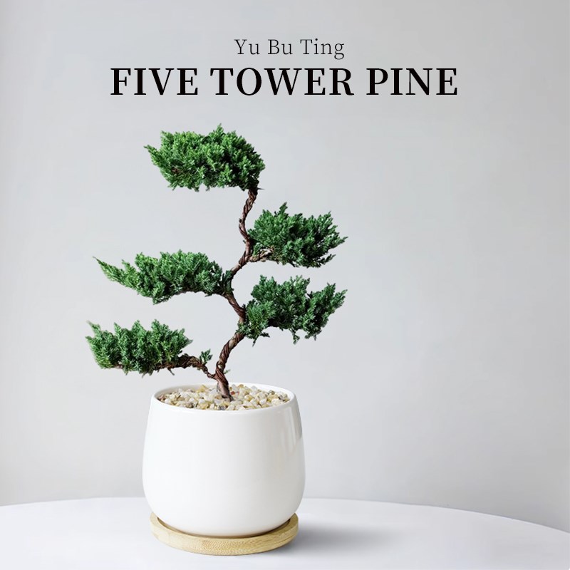 五层塔松室内盆栽迎客松四季好养绿植客厅办公室桌面造型植物盆景