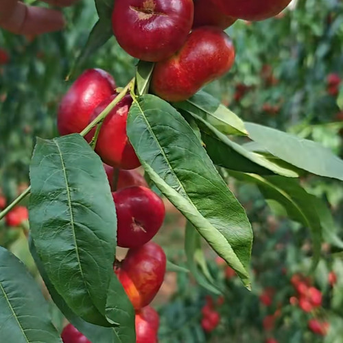 沂蒙山蜜桃山东蒙阴蜜桃纽扣金钱小油蟠桃甜桃扁桃新鲜应季水果