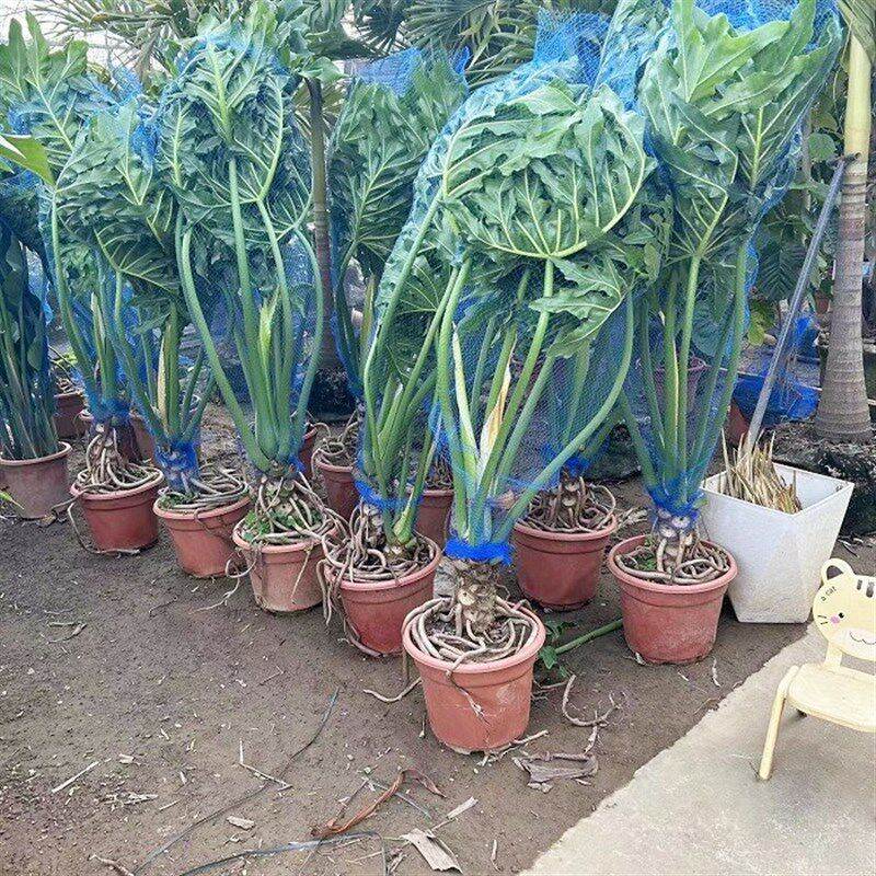 春羽龙鳞蔓绿绒盘栽大叶春雨植物观叶绿植龟背竹客厅室内庭院盘景