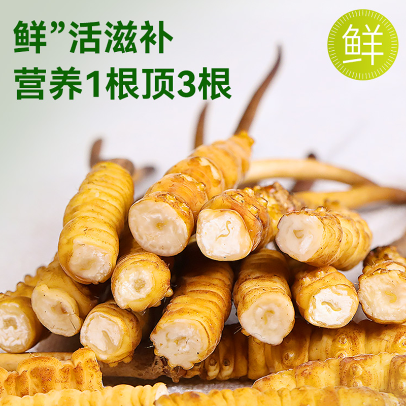 大号断虫草干货纯虫体冬虫夏草官方正品旗舰店西藏那曲野生断草