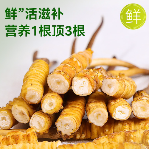 藏福冠冬虫夏草野生大断草自用