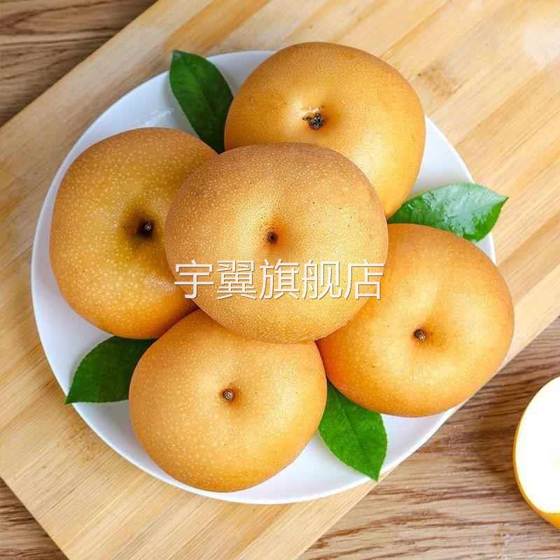 正宗山东莱阳秋月梨整箱10斤梨子脆甜现摘当季新鲜水果礼盒装包邮