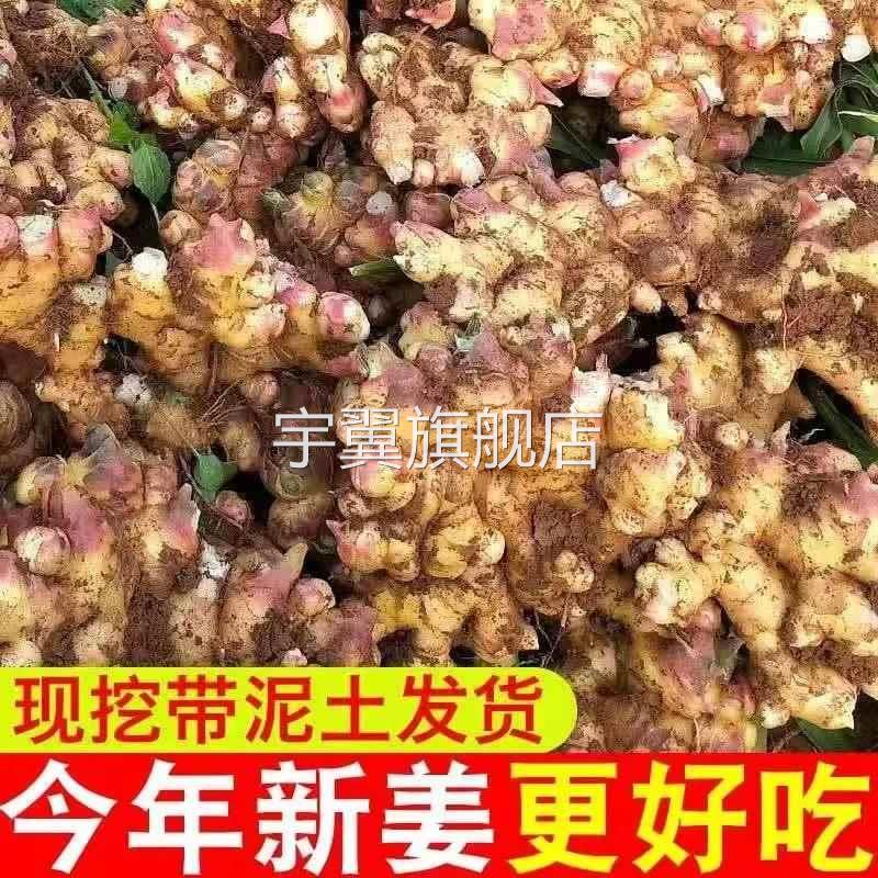 云南小黄姜老姜生姜新鲜黄姜土姜现挖嫩姜鲜姜农家自种包邮9斤