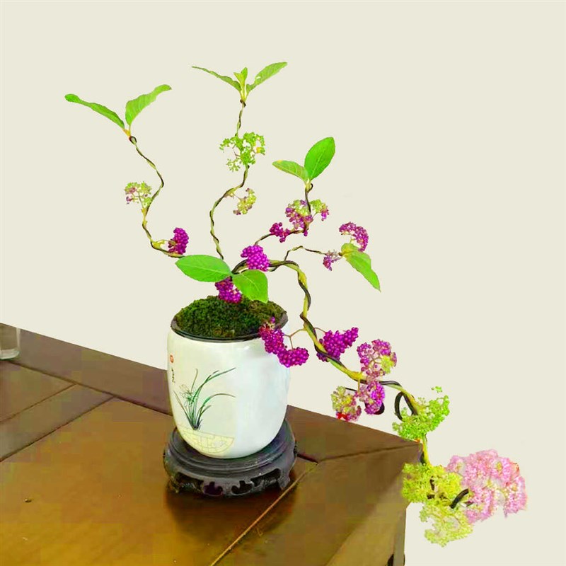 紫珠花盆栽四季结果室内外观果盆栽耐寒办公室客厅桌面喜庆盆景