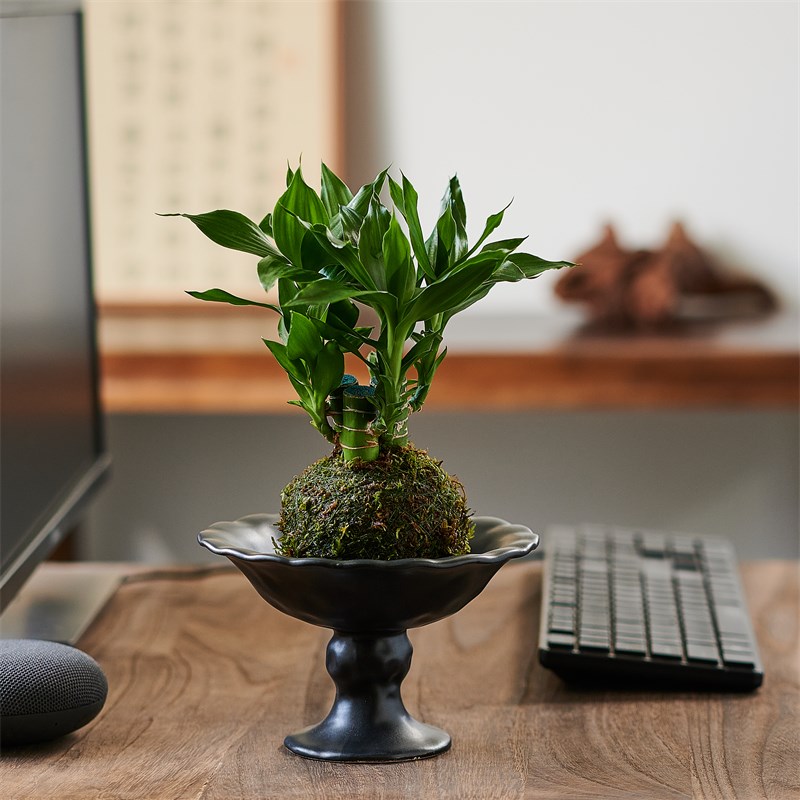 文昌竹4支苔藓球金榜题名粗杆带根客厅办公桌面摆件盆栽招财运