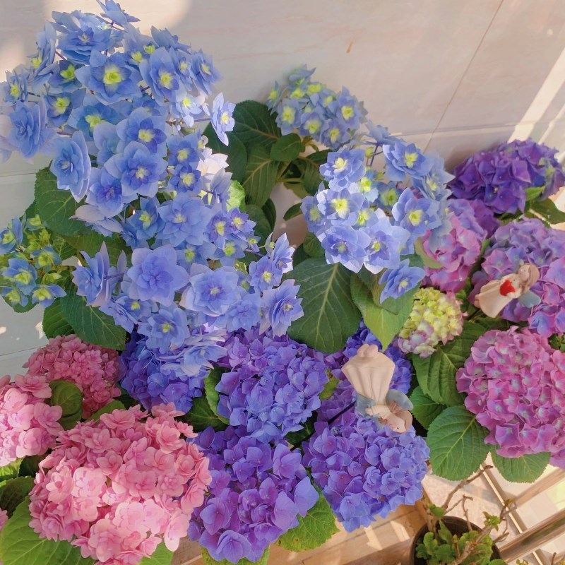 魔幻绣球花苗无尽夏八仙花绣球紫阳花四季开花庭院盆栽植物花卉