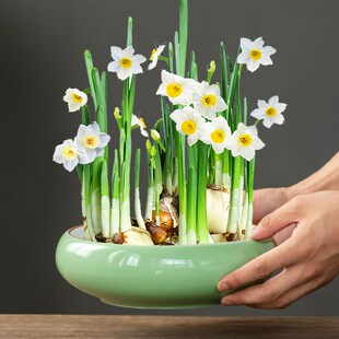 水仙花专用水培花盆客厅盆栽家用陶瓷大口径水养桌面植物摆件含托