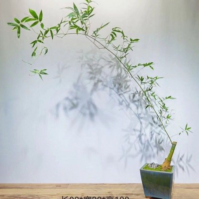 小叶簕竹好养文竹富贵竹子多肉一帆风顺绿植盆栽客厅摆件大盆室内