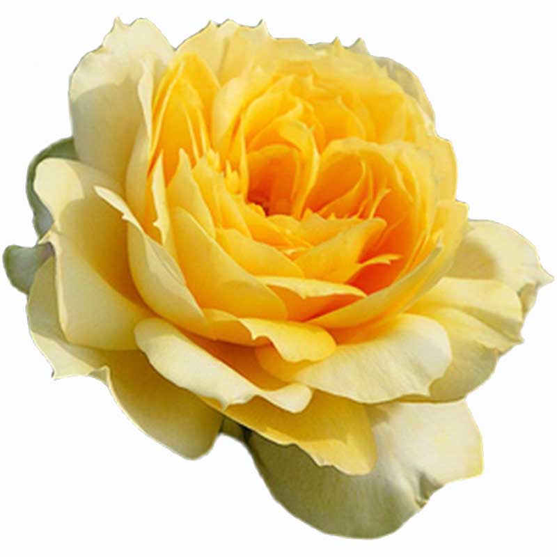 惠惠的花园月季花苗阳光古董大花观花绿植阳台庭院多季节开花盆栽