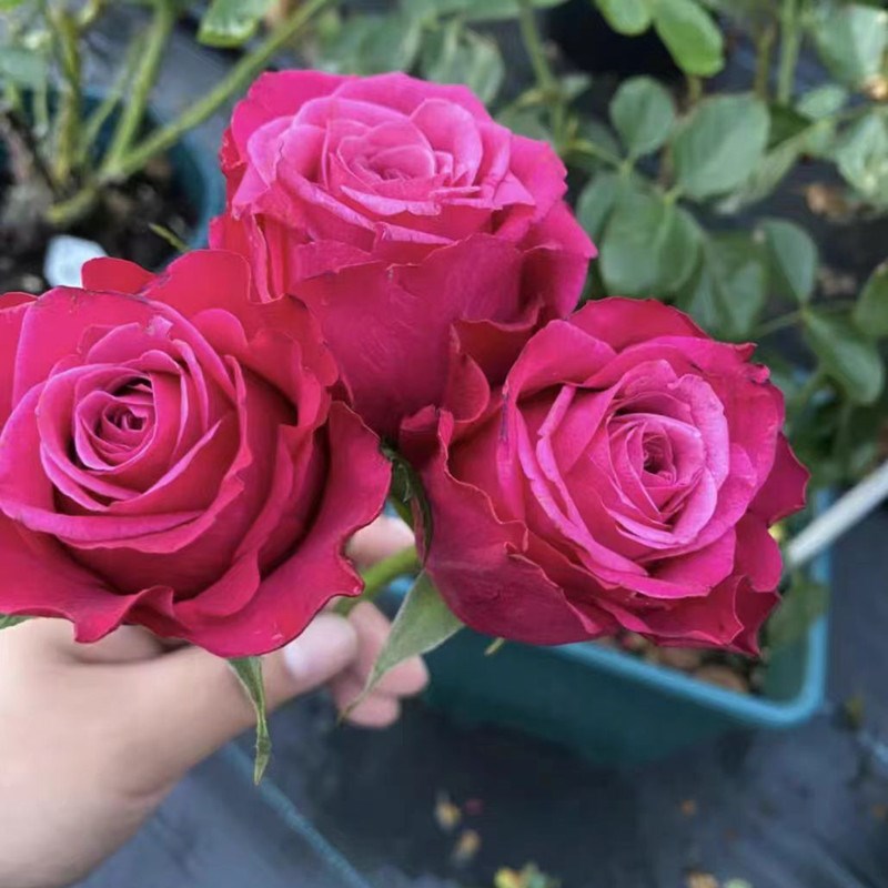 超新品苏珊月季深紫复色切花玫瑰庭院阳台盆栽四季花开
