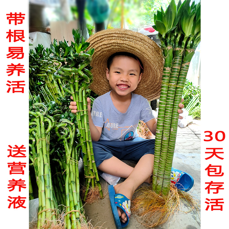 富贵竹水养植物带根粗杆转运竹龙竹客厅水培花卉室内招财绿植盆栽