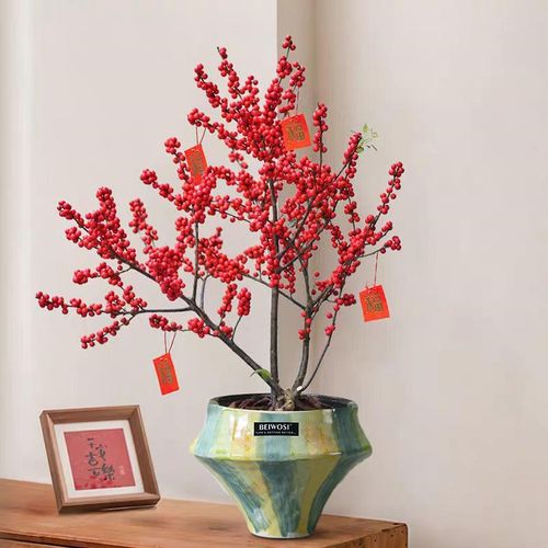 陶瓷花盆家用新中式景德镇简约阳台客厅大口径透气蝴蝶兰专用盆