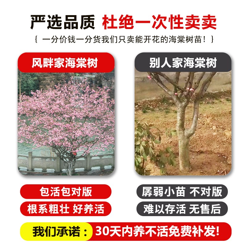 海棠花树苗高杆西府垂丝北美海棠大树耐寒植物庭院盆栽地栽风景树