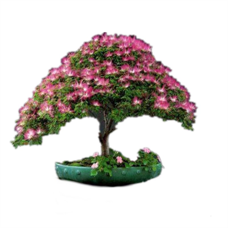 合欢树苗庭院别墅耐寒植物花卉盆栽地栽绒花苗蓝花楹树苗四季常青