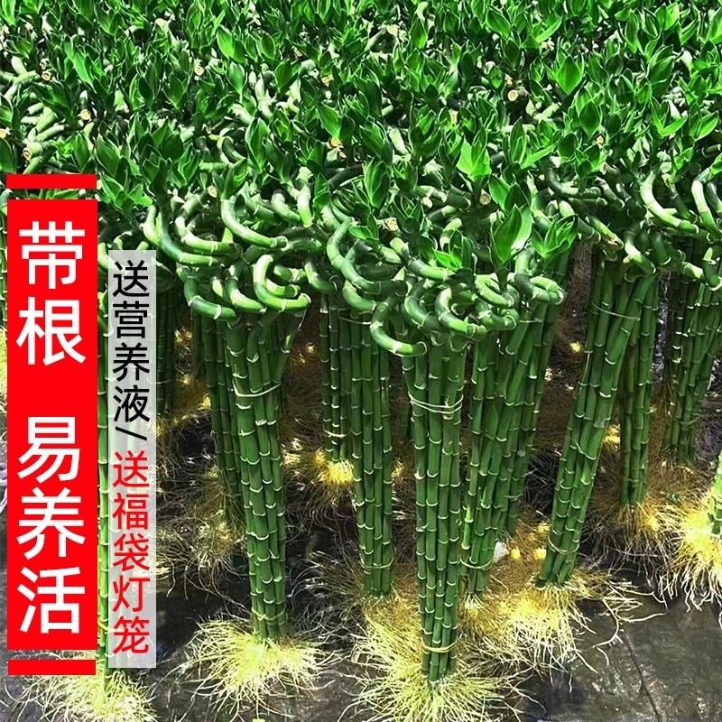 水培植物富贵竹转运竹室内客厅绿植盆栽开运竹弯竹文昌龙竹节节高