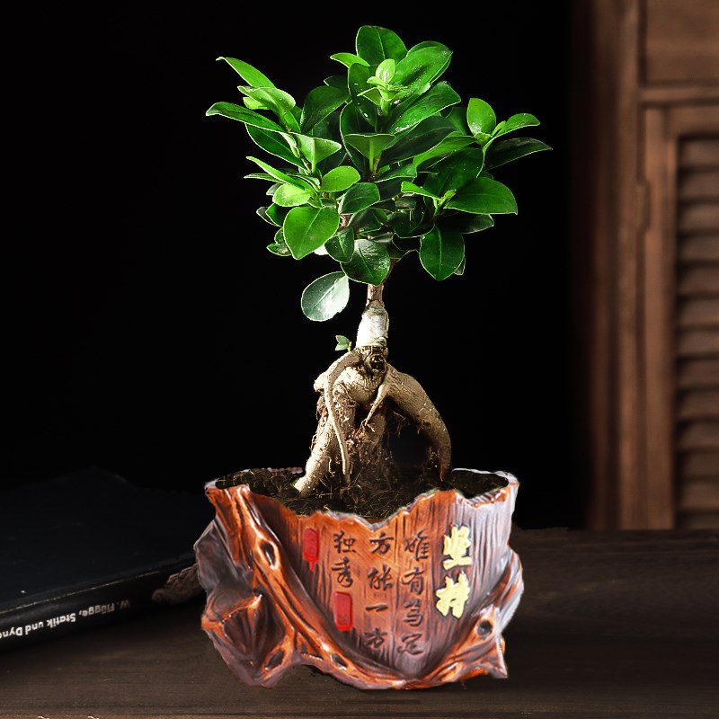 四季常青耐寒榕树造型树桩盆景苗室内植物人参榕小叶榕树盆栽绿植