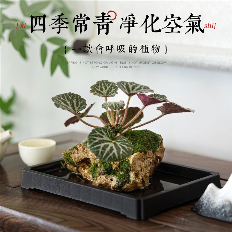 菖蒲吸水石绿植水培植物狼尾蕨盆栽懒人好养耐阴镜面草虎耳草盆景