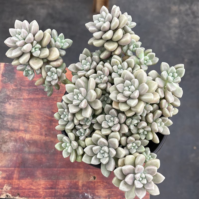 丸叶姬秋丽 带盆发货肥嘟嘟散群精品多肉植物阳台庭院好养好繁殖