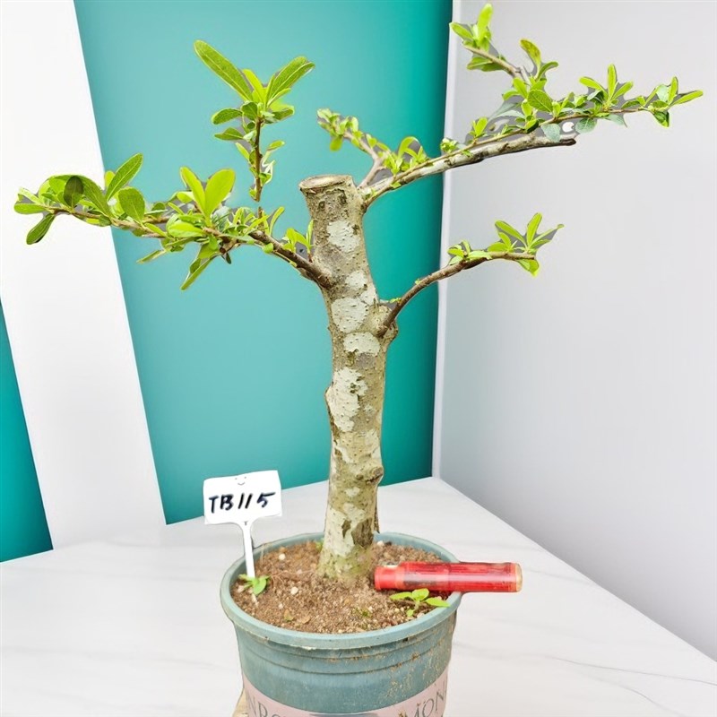 火棘盆栽盆景造型老桩红果军粮矮霸大飘枝绿植物带盆发一物一拍