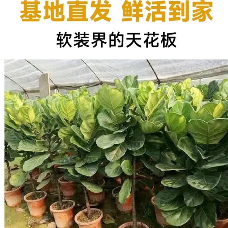 琴叶榕盆栽大型绿植大叶老桩日式北欧风格室内客厅落地办公室真树