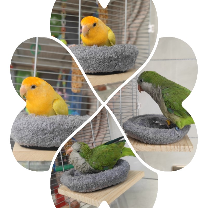 虎皮牡丹玄凤小太鹦鹉文蜡嘴鸟休息睡觉站台冬季加厚保暖温棉鸟窝