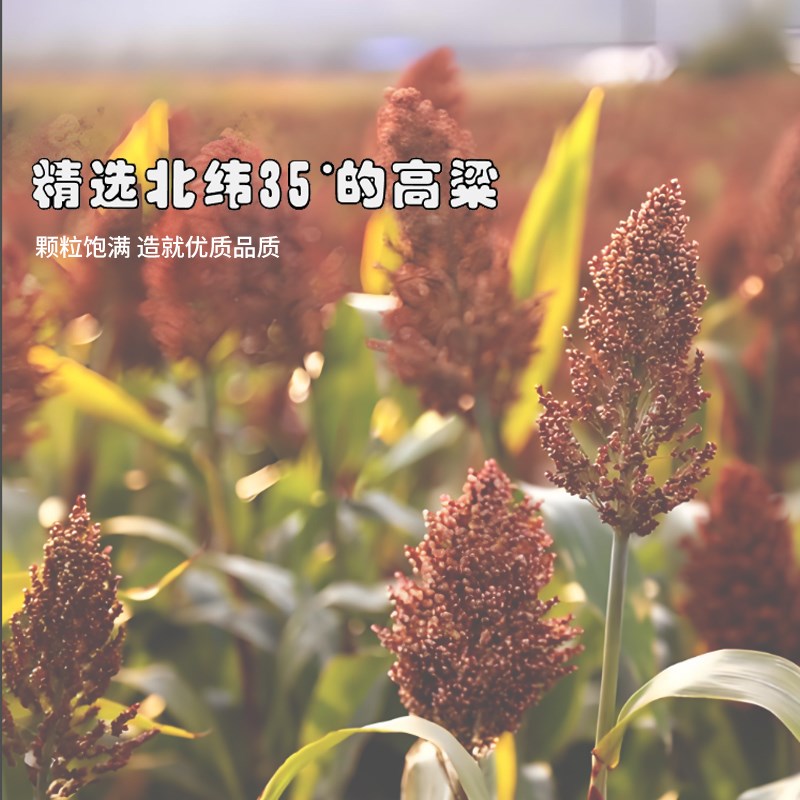 农村老式高粱苗家用铁树扫帚金丝苗草铁树扫把扫床扫地笤帚套装