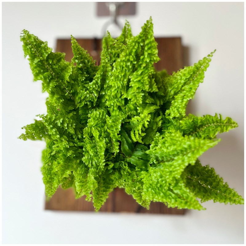 小植之家棉花糖蕨 蕾丝肾蕨 蕾丝蕨蕨类盆栽 景观植物 阴养绿植