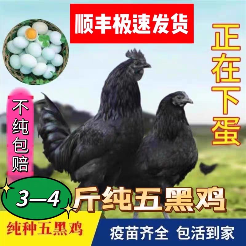 散养产蛋五黑成年鸡3斤活鸡活z苗脱温下蛋鸡五黑绿壳蛋鸡五黑一绿