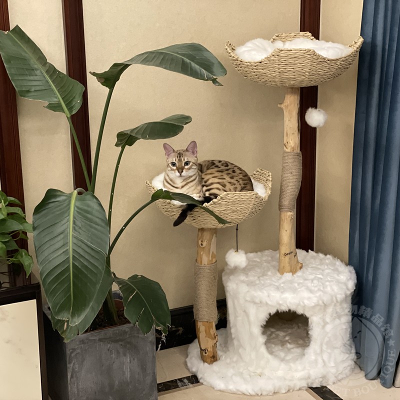 虎仔树枝藤编猫爬架猫窝猫树猫z跳台猫玩具磨爪猫架子猫爬树攀爬
