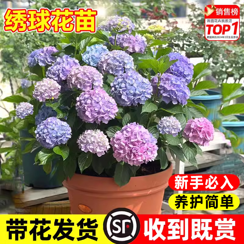 绣球花苗大花无尽夏绣球花盆栽带花卉室内庭院木绣球鲜花老桩植物