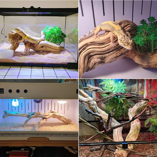 爬虫攀爬天然树藤鬃狮宠物蛇捷角守宫盘龙木霸王藤爬宠箱造景藤条