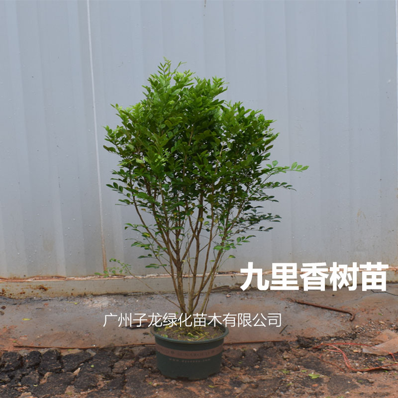 九里香树苗别墅庭院室内外驱蚊浓香花卉开花盆栽树苗四季常青绿植