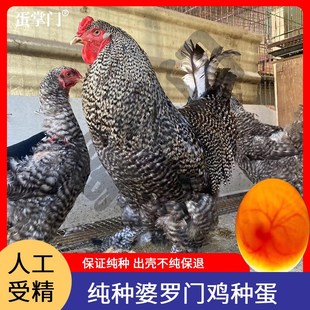 巨型婆罗门鸡活苗纯种鸡种蛋受精蛋可孵化小鸡苗种鸡蛋宠物梵天鸡