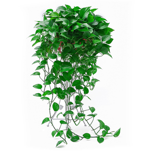 大盆绿萝盆栽长藤垂吊室内除甲醛净化空气水培大叶绿植花卉爬藤款