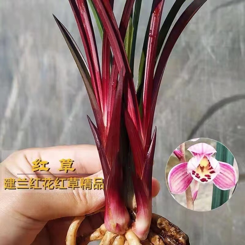 【团购】喜花里【红草红荷】建兰红花精品  兰花盆栽  室内花期长