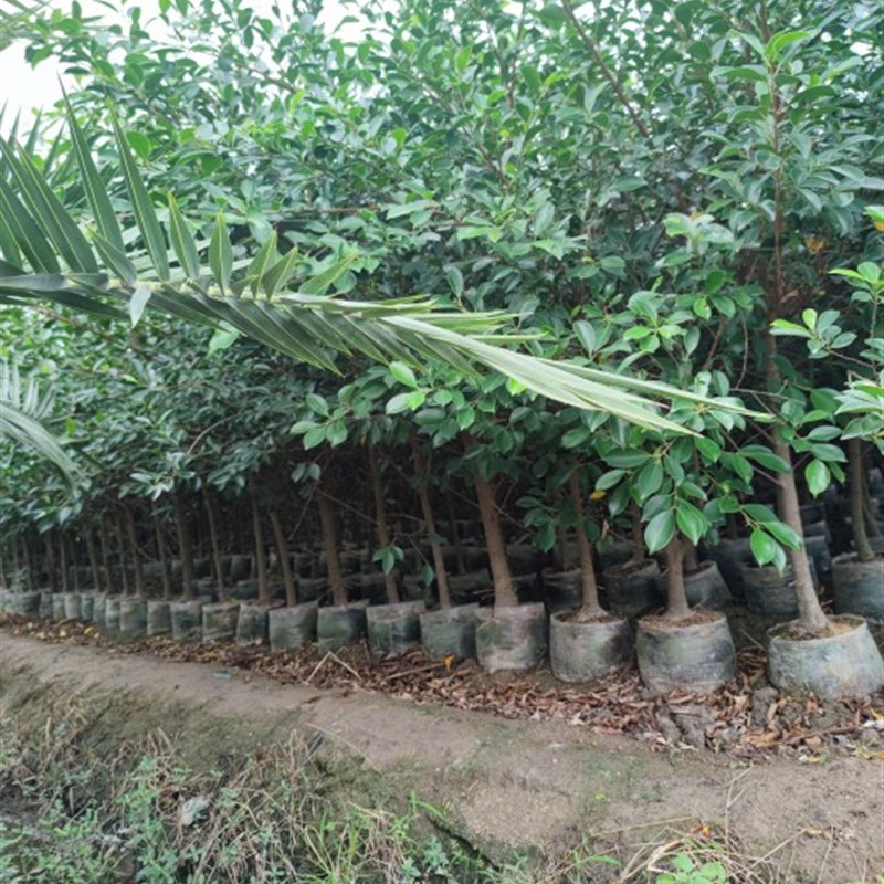 榕树小叶榕苗工程园林独木成林四季常青风景树室内外苗木庭院绿化