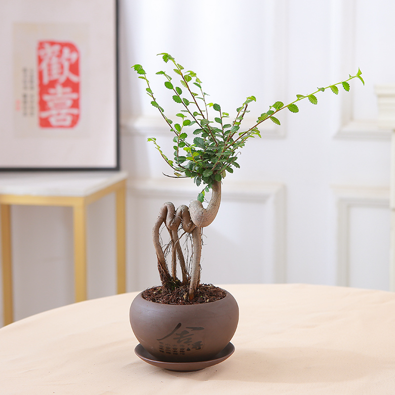 小叶榆树盆景老桩飘枝造型盆栽室内客厅阳台庭院绿植四季常青植物