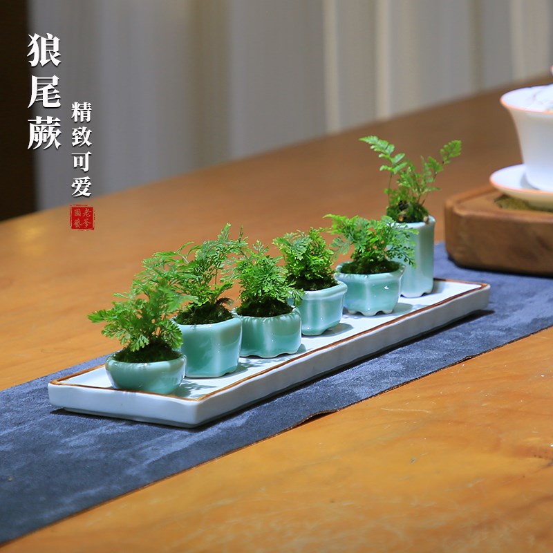 迷你狼尾蕨盆栽雨林缸蕨微景观桌面小绿植室内好养桌面蕨类植物