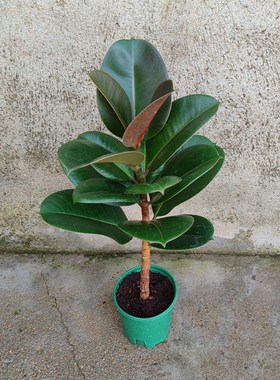 绿色金刚橡皮树苗花卉盆栽植物盆景易活四季客厅办公室室内好养活