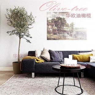 华欧油橄榄树苗大型绿植盆栽室外阳台净化空气欧风庭院别墅真植物