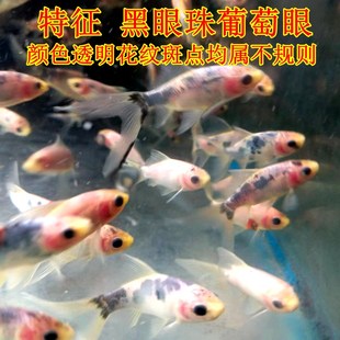 冷水金鱼星云玻璃透明鱼无鳞软鳞观赏鱼好养锦鲤草金兰花锦鲫鱼苗